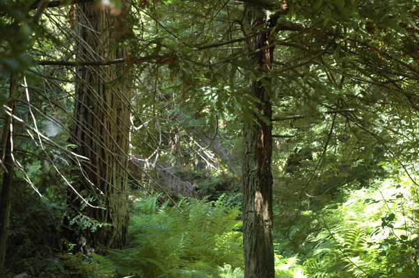 Soberanes Canyon 088.jpg